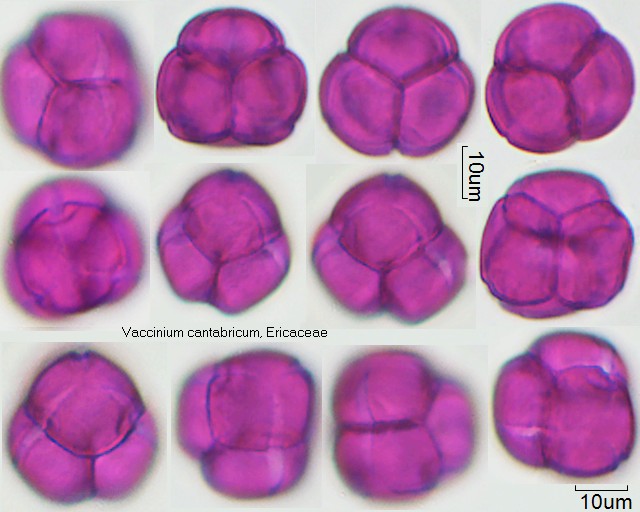 Pollen von Vaccinium cantabricum