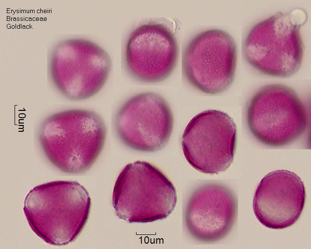 Pollen von Erysimum cheiri