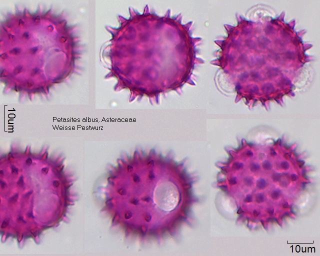 Pollen von Petasites albus