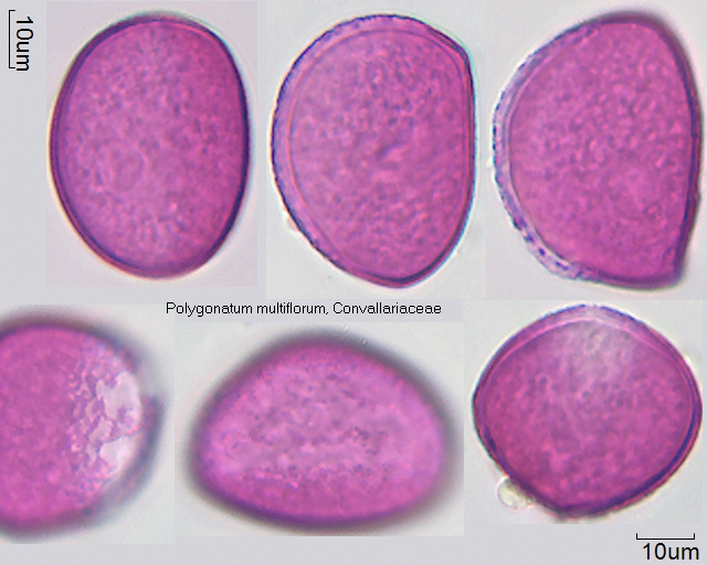 Pollen von Polygonatum multiflorum