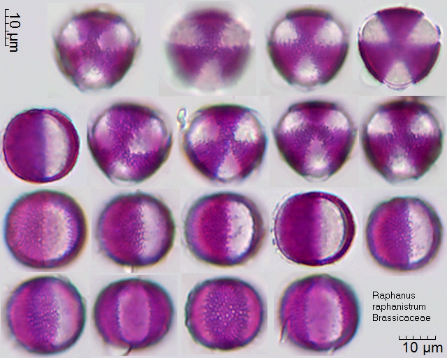 Pollen von Raphanus raphanistrum