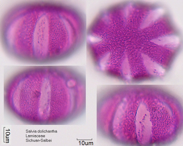 Pollen von Salvia dolichantha