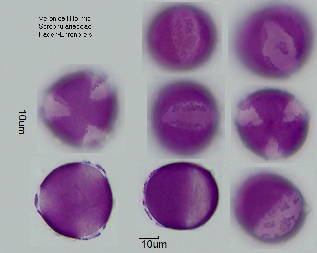 Pollen Veronica filiformis