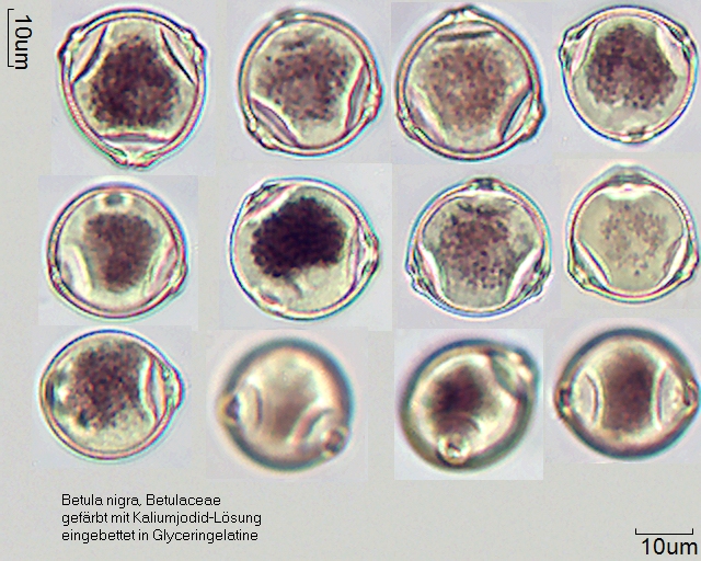 Pollen von Betula nigra, 22-035-2, gefärbt mit Kaliumjodid-Lösung und eingebettet in Glycer-Gelatine