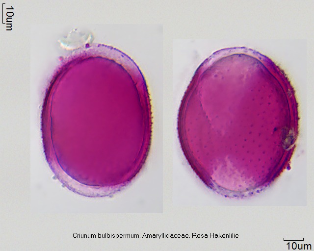 Pollen von Crinum bulbispermum
