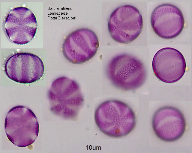 Pollen von Salvia rutilans