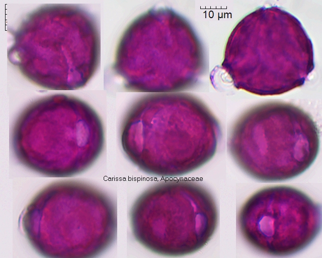 Pollen von Carissa bispinosa