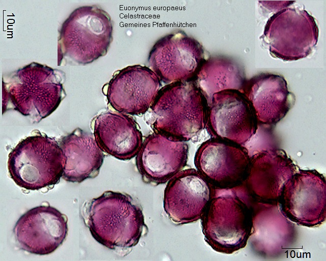 Pollen von Euonymus europaeus