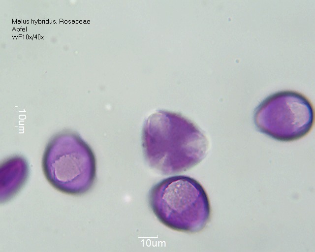 Pollen von Malus hybridus