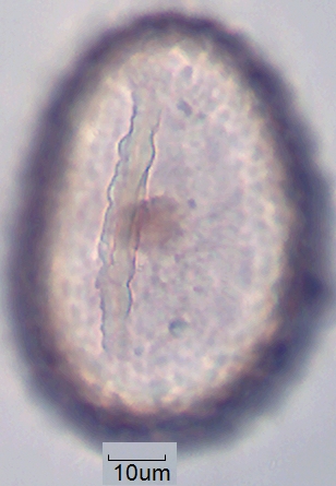 Datei:Polypodium vulgare monolet (3).jpg