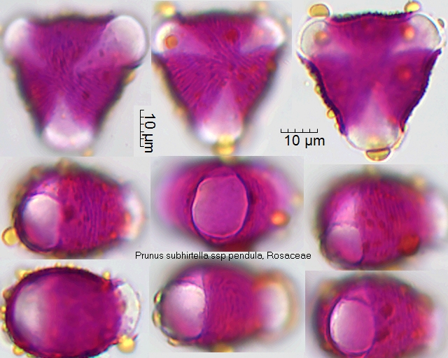 Datei:Prunus subhirtella ssp pendula.jpg