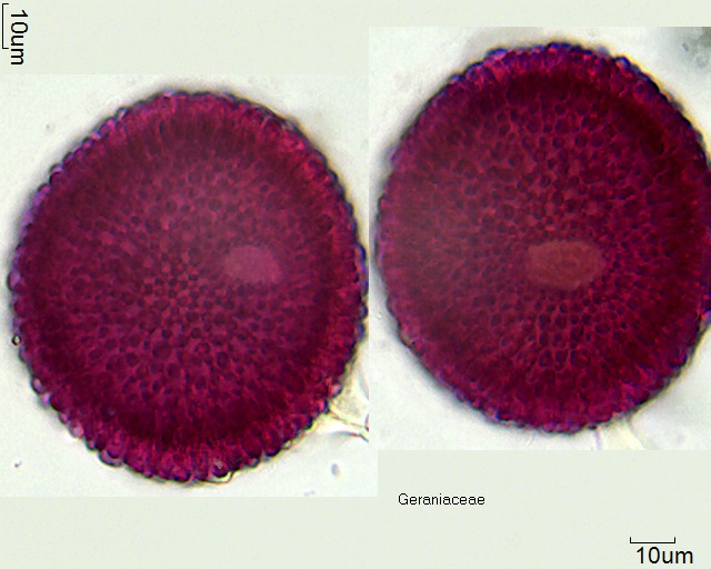 Pollen von Geranium sylvaticum