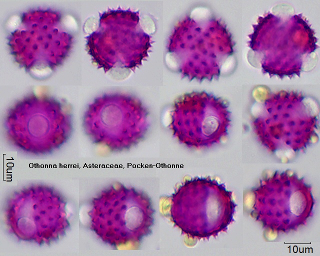 Pollen von Othonna herrei
