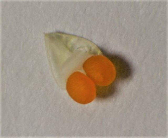 Pollinarium. Länge etwa 3 mm