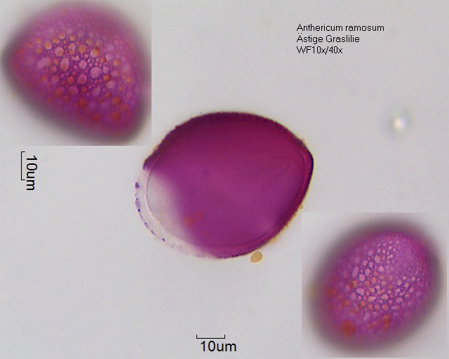 Pollen von Anthericum ramosum