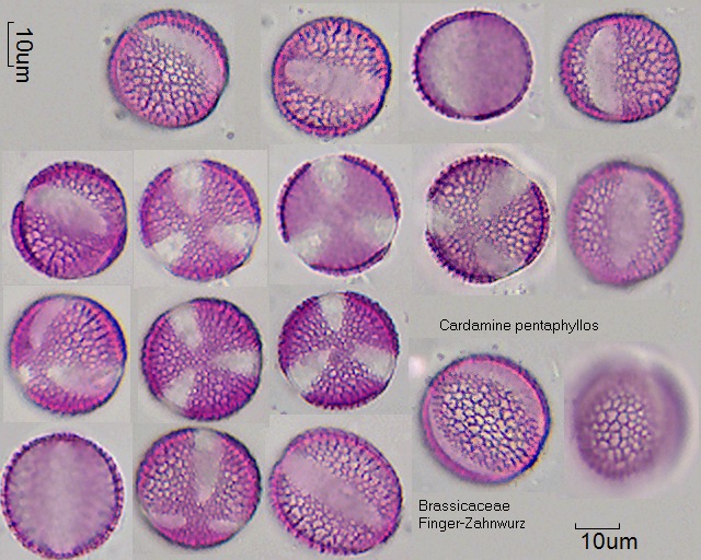 Pollen von Cardamine pentaphyllos