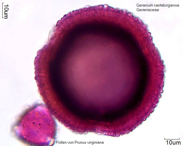 Pollen von Geranium cantabrigiense mit kleinem Pollen von Prunus virginiana]]