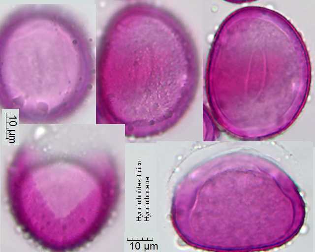 Pollen von Hyacinthoides italica, rechts oben ist der Zellkern zu sehen.