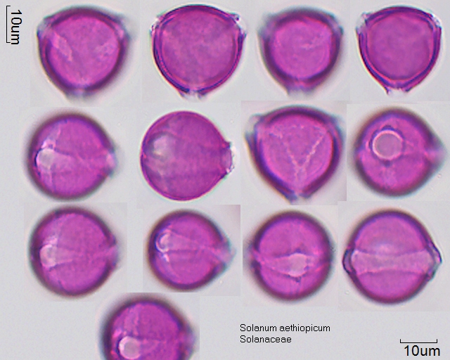 Pollen von Solanum aethiopicum