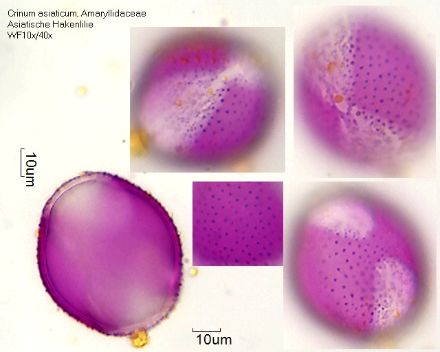 Pollen von Crinum asiaticum