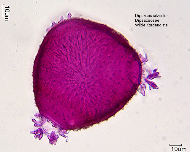 Pollen von Dipsacus silvester