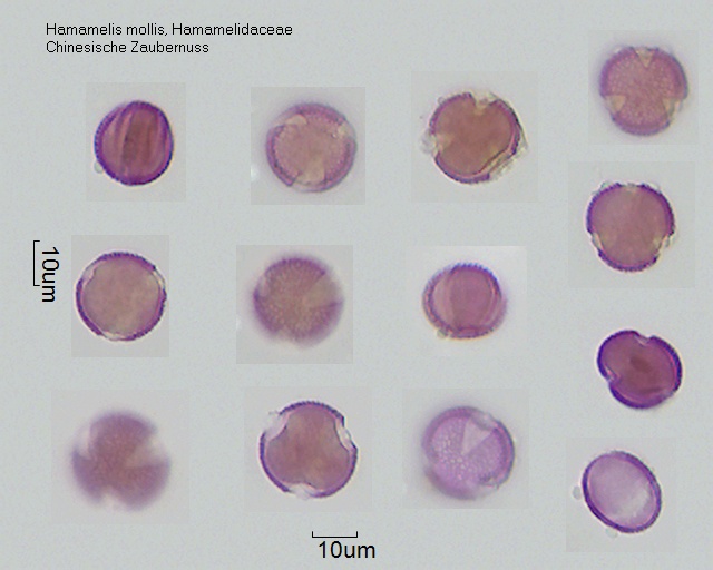 Pollen von Hamamelis mollis, 2-032