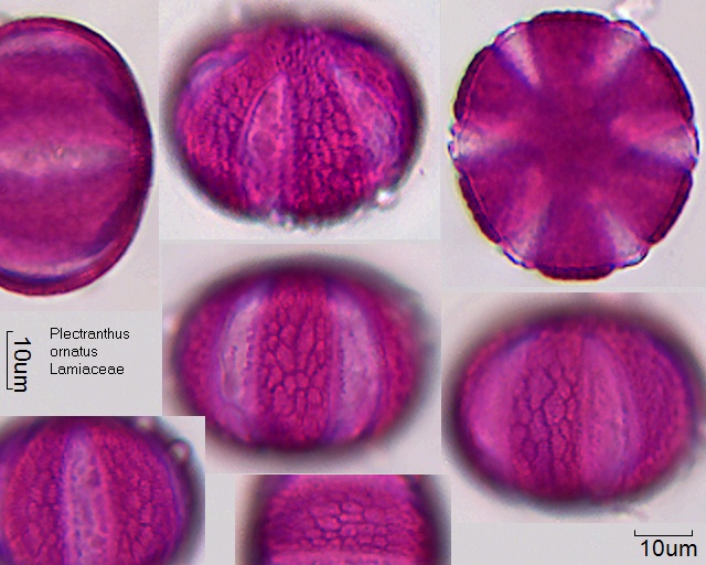 Pollen von Plectranthus ornatus