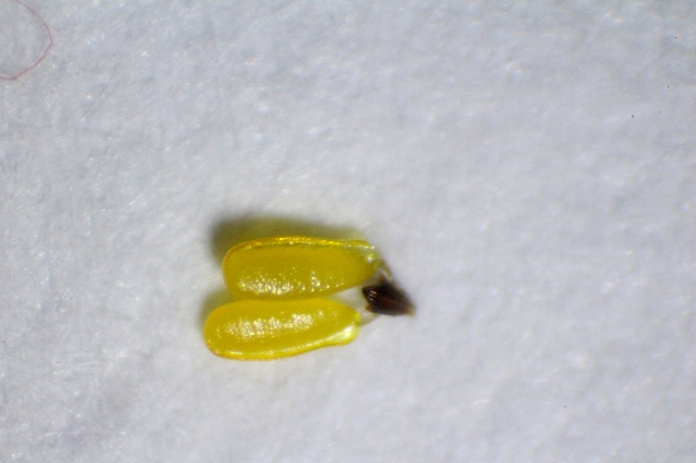 Datei:Pollinarium-1 von Hoya australis.JPG