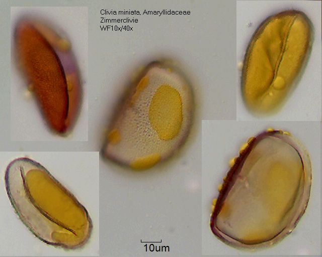 Clivia miniata (1).jpg