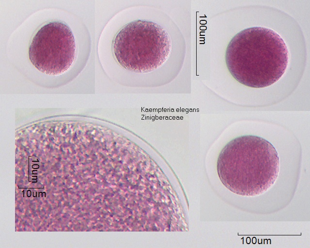 Pollen von Kaempferia elegans