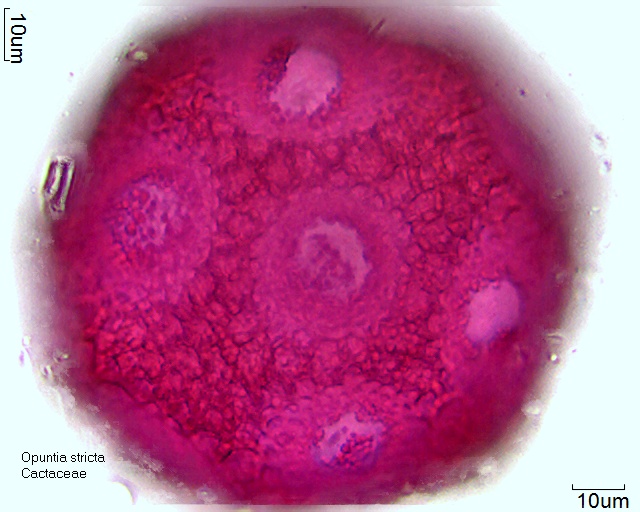 Pollen von Opuntia stricta