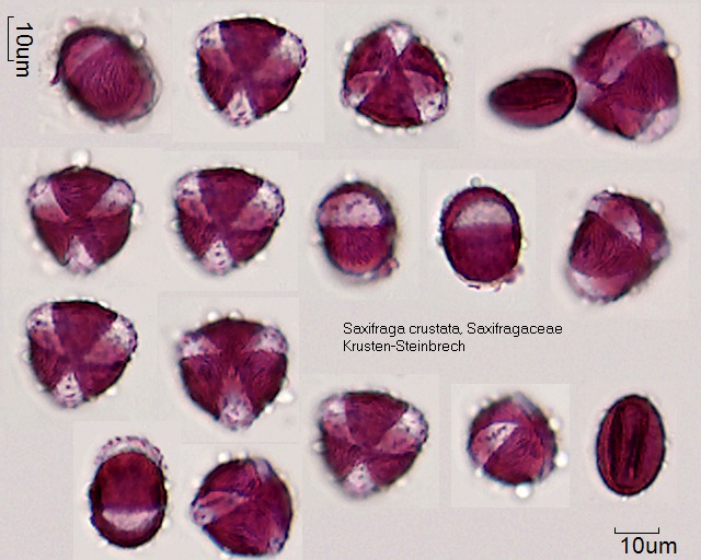 Pollen von Saxifraga crustata