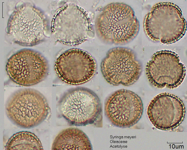Acetolysierter Pollen von Syringa meyeri, A-026