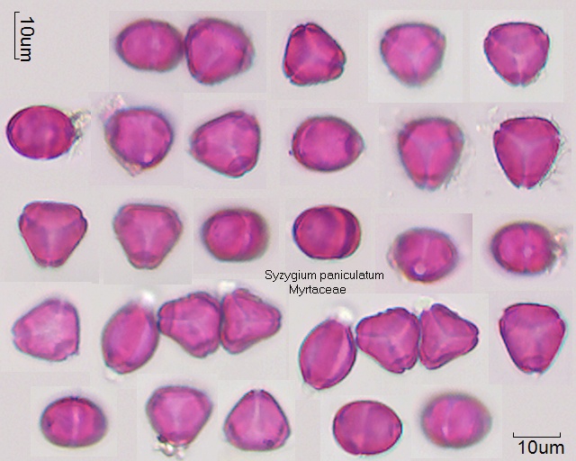 Pollen von Syzygium paniculatum