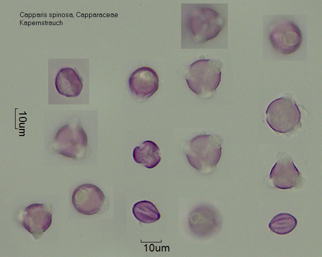 Pollen von Capparis spinosa, 2-016
