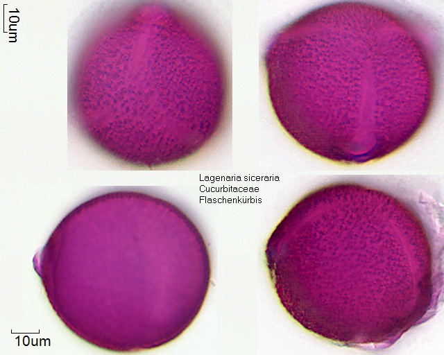 Pollen von Lagenaria siceraria