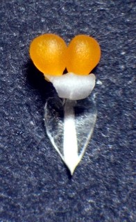 Datei:Phalaenopsis amabilis-Pollinarium-6mm-lang.JPG