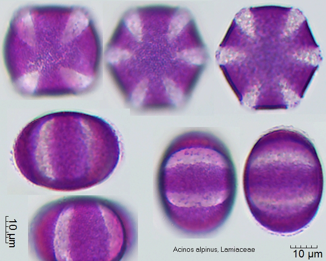 Pollen von Acinos alpinus