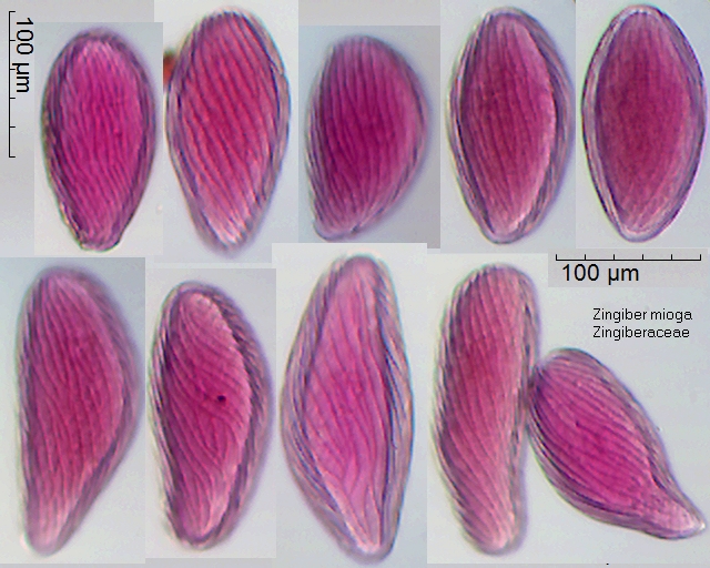 Pollen von Zingiber mioga