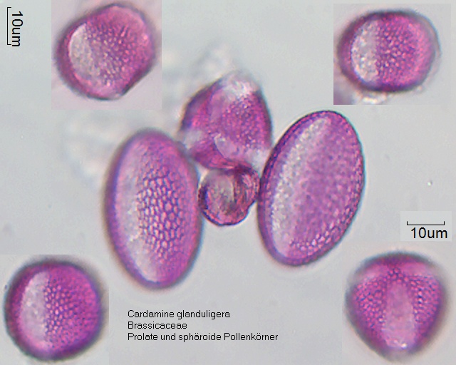Pollen von Cardamine glanduligera
