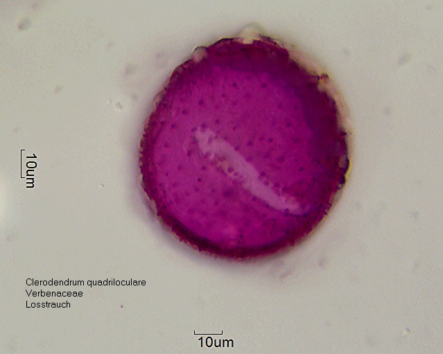 Pollen von Clerodendrum quadriloculare