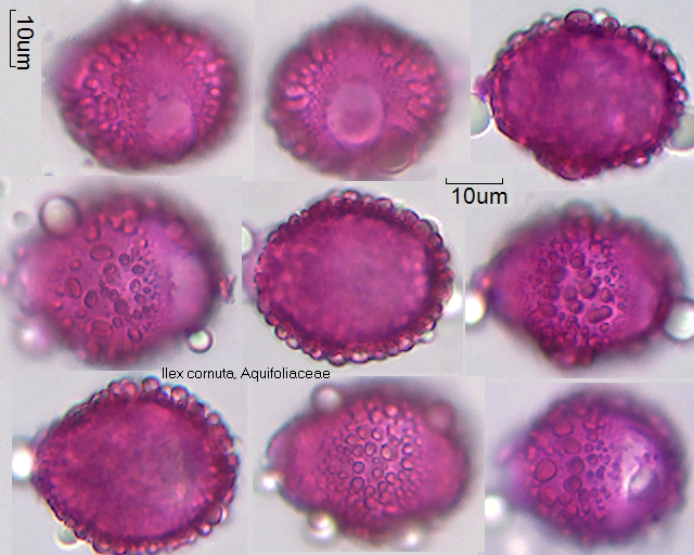 Pollen von Ilex cornuta, 23-071
