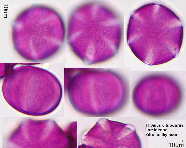 Pollen von Thymus citriodorus