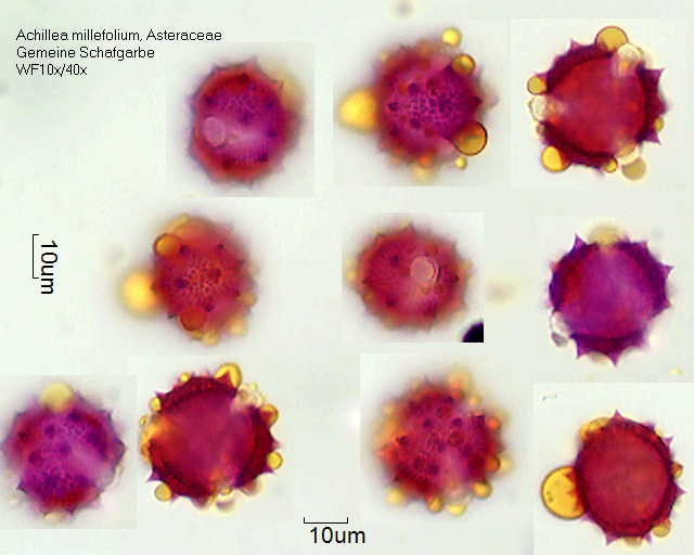 Pollen von Achillea millefolium