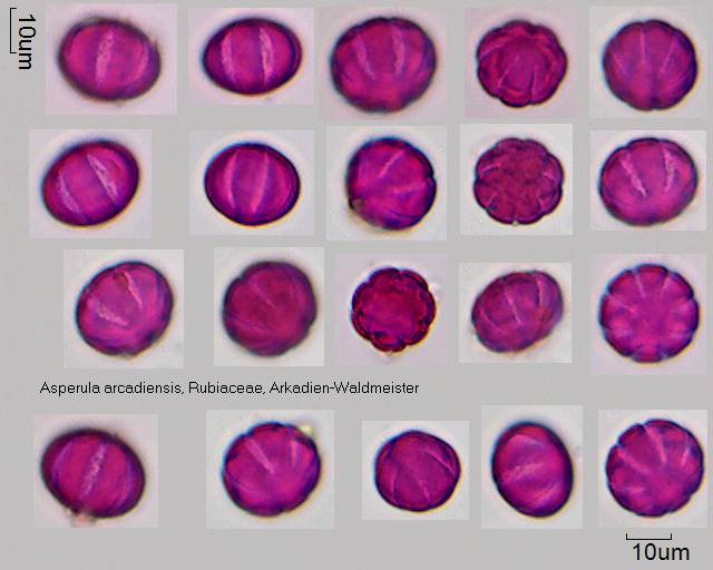 Asperula arcadiensis.jpg