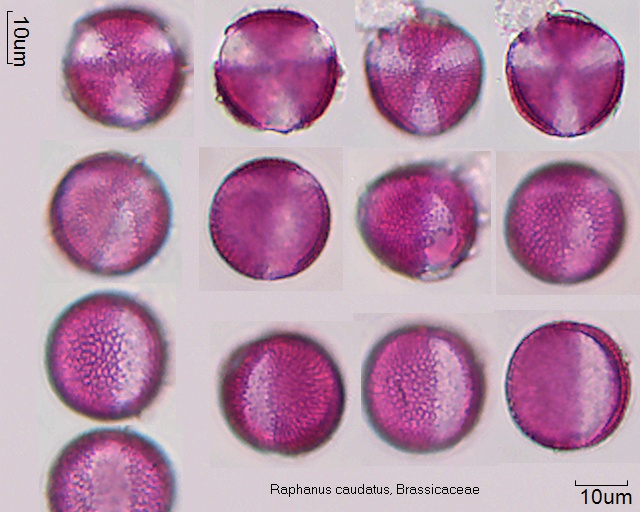 Pollen von Raphanus caudatus