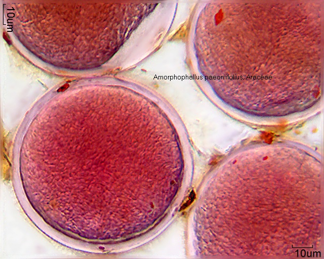 Pollen von Amorphophallus paeoniifolius, 11-051