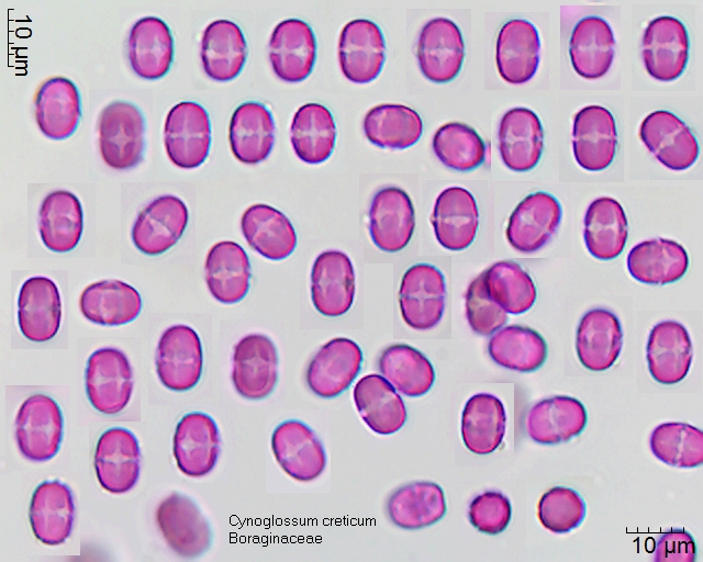 Pollen von Cynoglossum creticum