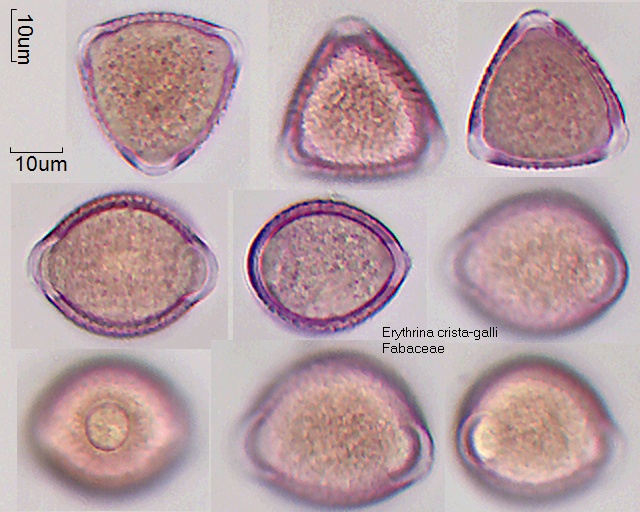 Pollen von Erythrina crista-galli