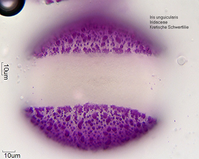 Datei:Iris unguicularis (2).jpg
